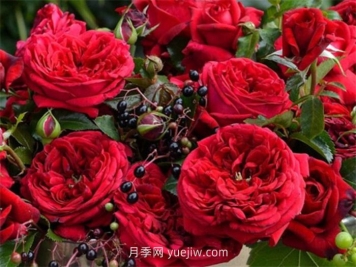 玫瑰國(guó)度的天使月季介紹和優(yōu)缺點(diǎn)