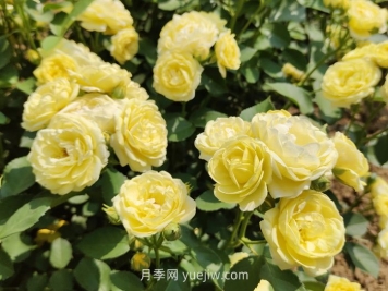 月季花的習性，要求什么樣的種植環(huán)境？