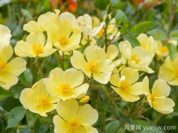 姍姍而來月季/溫柔的托特琳月季