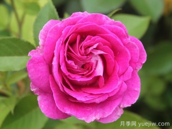 音樂(lè)之聲月季/瑪麗亞小姐/瑪利亞