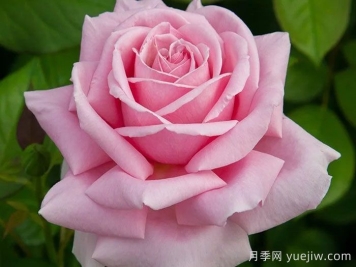費(fèi)德里克米斯塔爾月季介紹和優(yōu)缺點(diǎn)