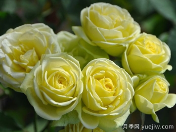 奶油龍沙寶石月季是藤本還是灌木？