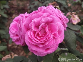 藍(lán)月亮月季介紹和優(yōu)缺點(diǎn)