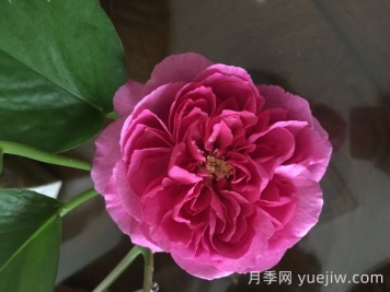 伊芙小資情調(diào)月季介紹和優(yōu)缺點(diǎn)