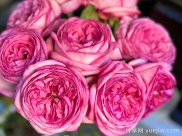 伊芙妖艷月季介紹和優(yōu)缺點