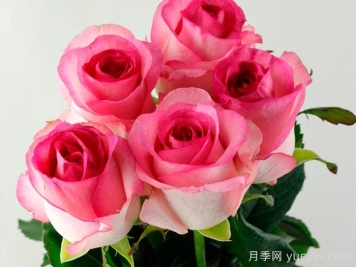 貝拉維塔月季介紹和優(yōu)缺點