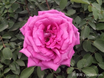 月季，市花之最，東西方的混血美人