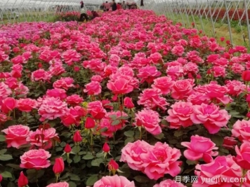 香飄九州，南陽月季何以花滿天下？