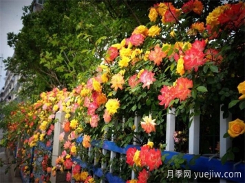 香飄九州美不勝收！丹陽驚現(xiàn)五彩月季花墻場景！