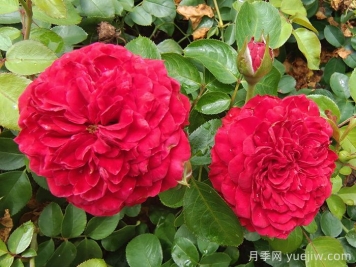    推薦30種漂亮的灌木月季花，花大味香好養(yǎng)