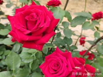花卉苗木專業(yè)術(shù)語知識(shí)點(diǎn)