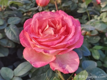 南陽月季教你區(qū)別月季花和玫瑰花