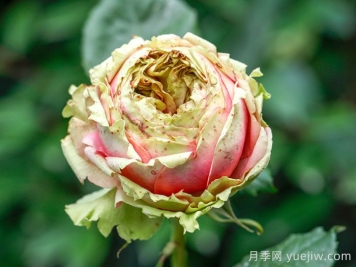 3個僵尸月季品種，花苞打不開，選擇需謹(jǐn)慎