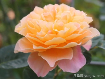 養(yǎng)棵印象派月季，花朵又美又香，四季都有花看