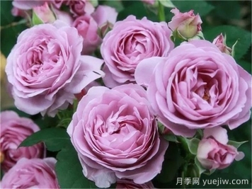 熱門50種月季花品種展示，每一種都獨特美麗