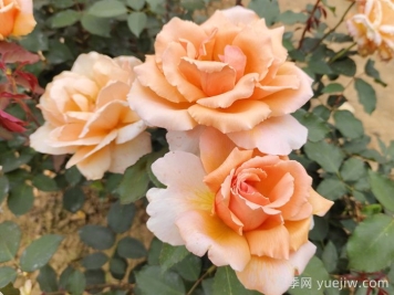 花友票選10種最好養(yǎng)護的花卉，月季第二