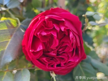 愛種藤本月季的福建朋友來看，必養(yǎng)的二個品種