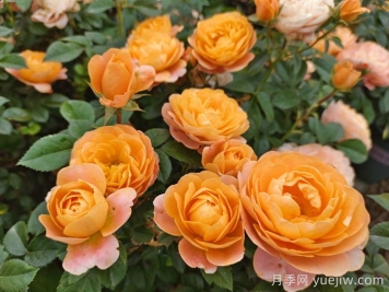 15款經(jīng)典月季花，好看好養(yǎng)，月季花開看花海！