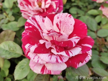 無錫龍寺生態(tài)園月季花開陶人醉