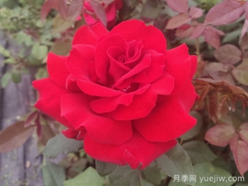 關(guān)于月季花顏色寓意，你不知道的花語
