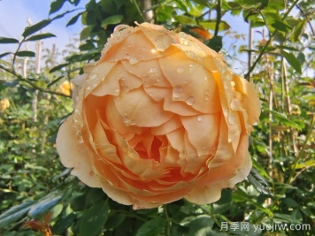 下雨對月季有什么好處？