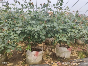 老齡月季更新如何修剪和保護(hù)芽？