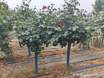 古樁月季樹的夏季管理技術(shù)