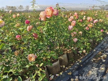 月季葉片發(fā)黃？黃葉的處理辦法