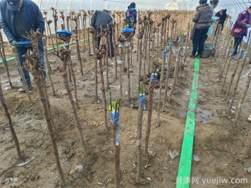 砧木與接穗，如何影響月季嫁接成活的？