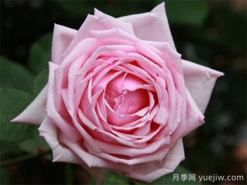 哪個國家的月季更勤花？月季怎么才能做到月月開花？