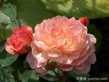 安德烈杜加德月季介紹和優(yōu)缺點(diǎn)