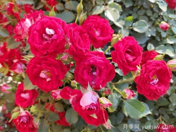 藤本小女孩月季介紹和優(yōu)缺點(diǎn)