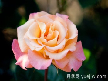 蒙娜麗莎油畫(huà)月季介紹和優(yōu)缺點(diǎn)