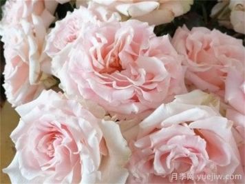 新婚愛(ài)人月季介紹和優(yōu)缺點(diǎn)