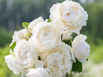 伊芙白雪公主月季介紹和優(yōu)缺點(diǎn)