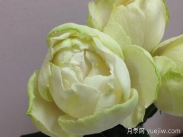  伊芙雪之香水月季介紹和優(yōu)缺點(diǎn)