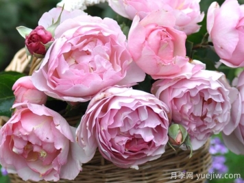 伊芙魂之香水月季介紹和優(yōu)缺點(diǎn)