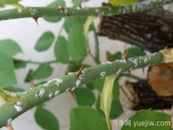 月季感染了蚧殼蟲(chóng)用什么藥治？