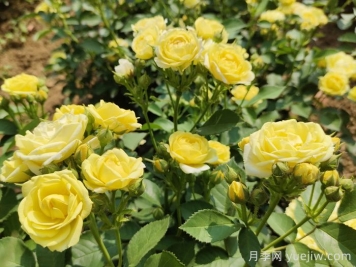 園林花木常見的10種蚧殼蟲
