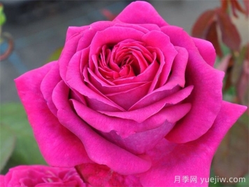 悠久的約定月季介紹和優(yōu)缺點(diǎn)