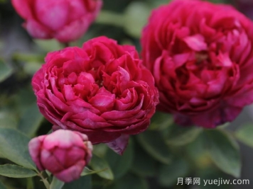伊芙胭脂香水月季介紹和優(yōu)缺點(diǎn)