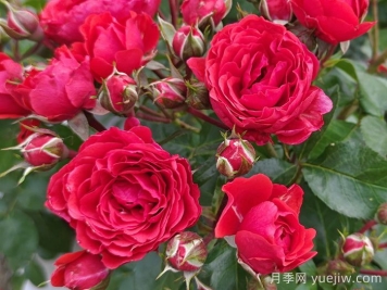 奇卡門廊月季介紹和優(yōu)缺點(diǎn)