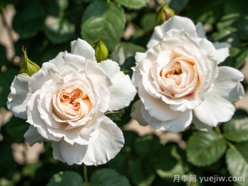 剪秋水月季介紹和優(yōu)缺點(diǎn)