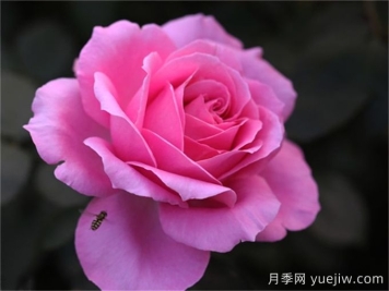 醉紅顏月季介紹和優(yōu)缺點(diǎn)