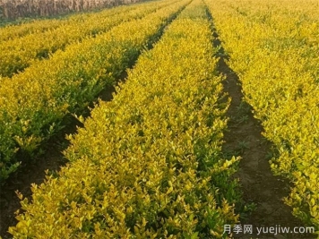 金森女貞的養(yǎng)護管理措施