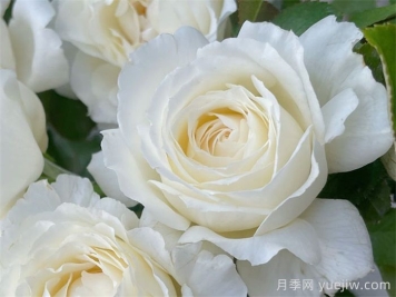 保羅三世月季介紹和優(yōu)缺點