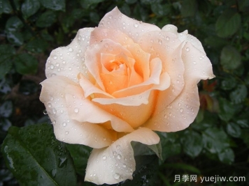 卡薩諾瓦月季介紹和優(yōu)缺點(diǎn)