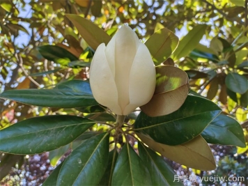 白玉蘭長(zhǎng)得好不好，如何促花開(kāi)？