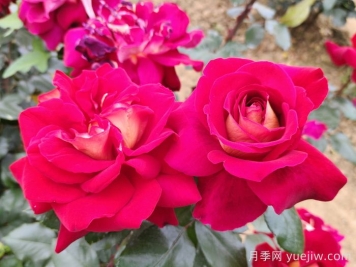月季的生長(zhǎng)習(xí)性特點(diǎn)和生長(zhǎng)環(huán)境條件