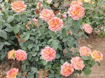 7月入伏盛夏期間月季怎么養(yǎng)？夏季養(yǎng)好秋季爆花